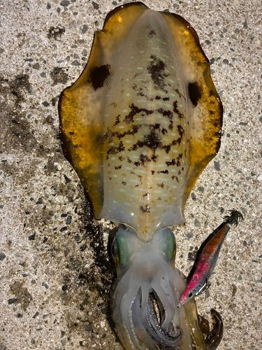 アオリイカの釣果