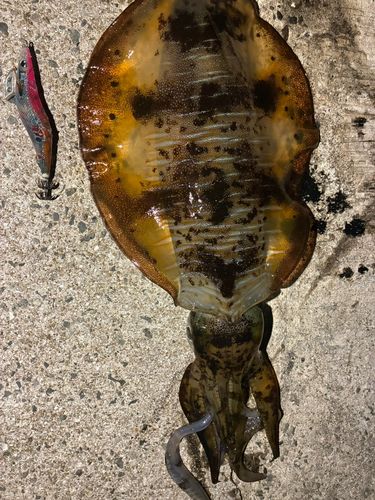 アオリイカの釣果