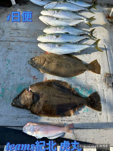 ヒラメの釣果