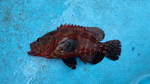 キジハタの釣果