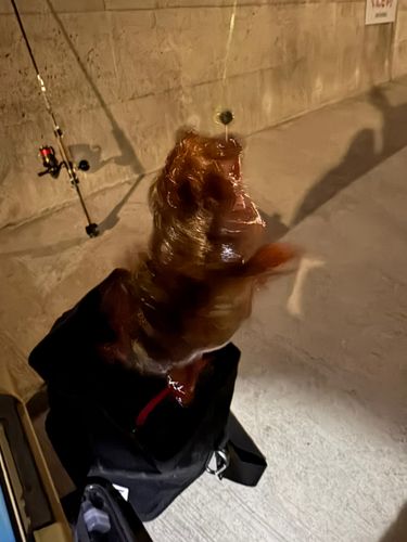 金沢水際線緑地（福浦岸壁）