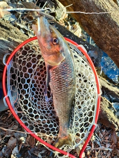 ニゴイの釣果