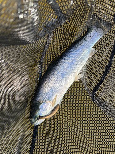 アメイズトラウトエリア