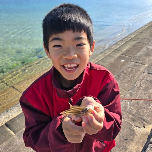 オオスジイシモチの釣果
