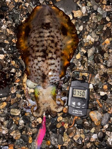 アオリイカの釣果