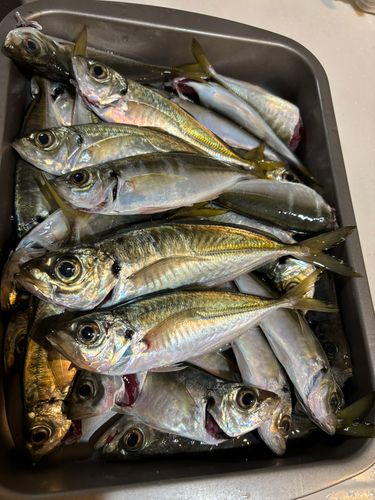 本牧海づり施設