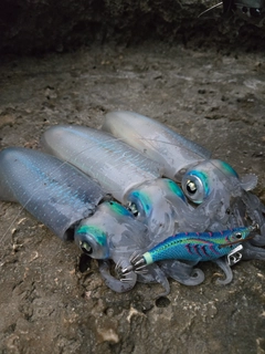 アオリイカの釣果