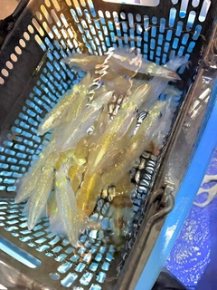 マルイカの釣果