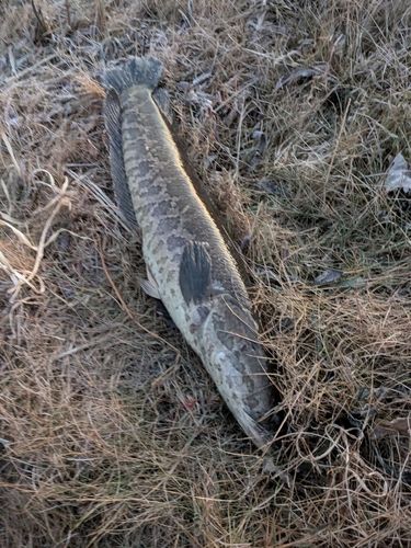 ライギョの釣果