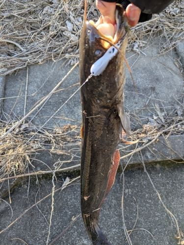 ナマズの釣果
