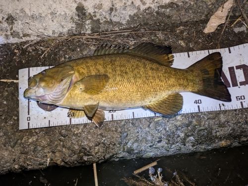 スモールマウスバスの釣果