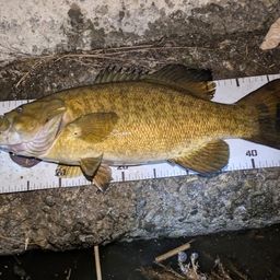 スモールマウスバス