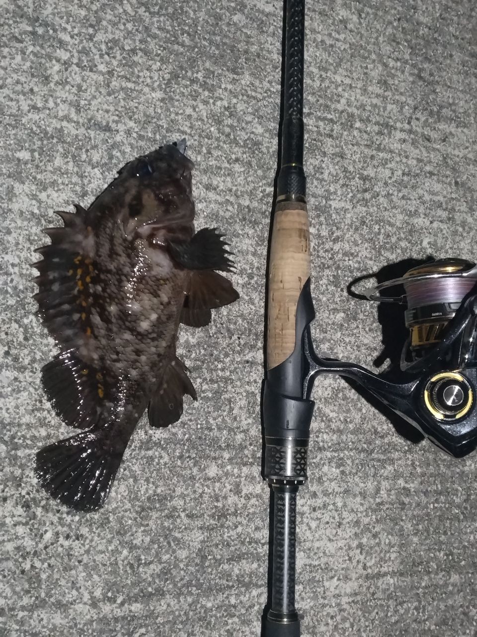 オウゴンムラソイ