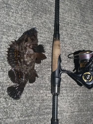 オウゴンムラソイの釣果