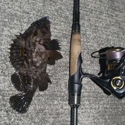 オウゴンムラソイ