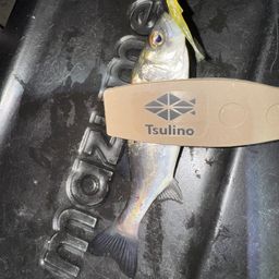 セイゴ（タイリクスズキ）