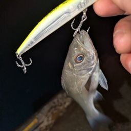 セイゴ（マルスズキ）