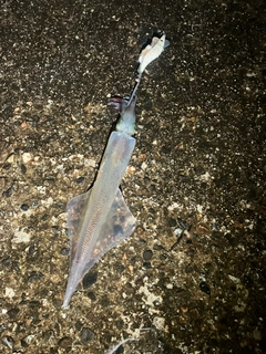 ヤリイカの釣果