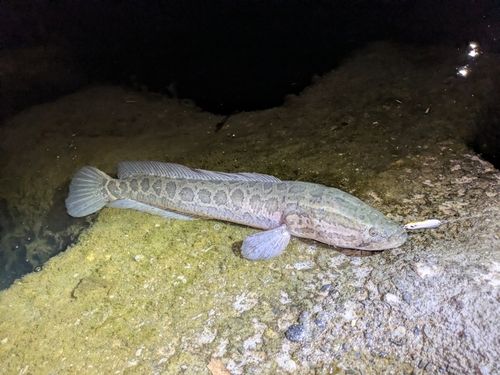 ライギョの釣果