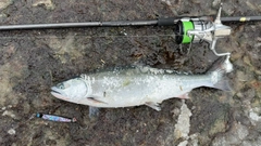 サクラマスの釣果