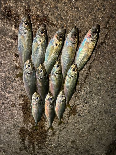 アジの釣果