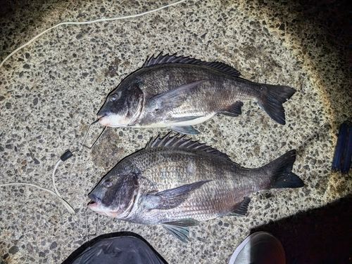 碧南海釣り公園