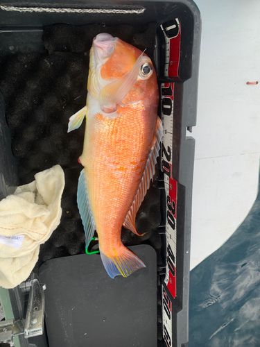 アマダイの釣果