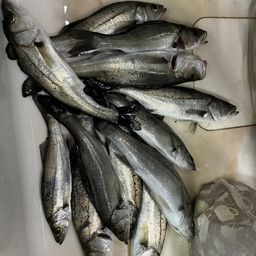 セイゴ（タイリクスズキ）