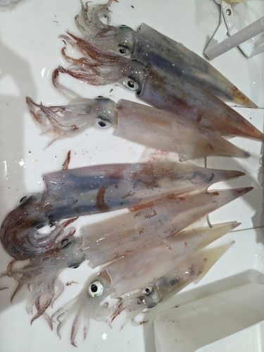 ヤリイカの釣果