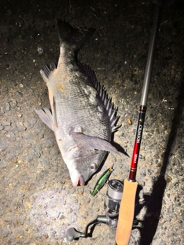 チヌの釣果