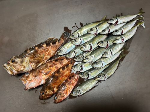 アラカブの釣果