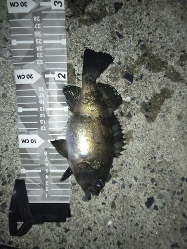 周防大島（屋代島）