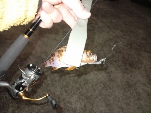 シロメバルの釣果