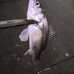 セイゴ（マルスズキ）