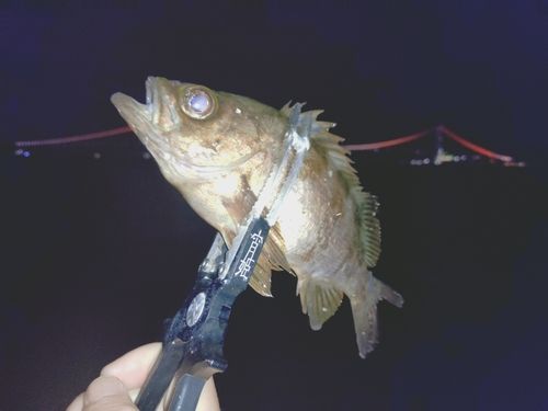 シロメバルの釣果