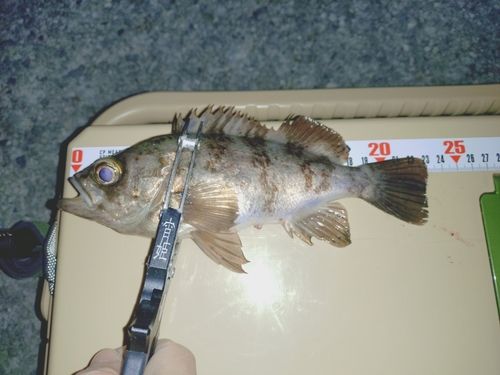 シロメバルの釣果