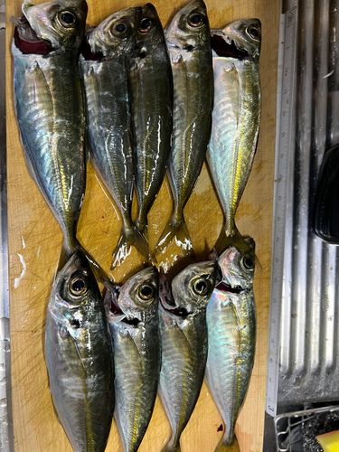 アジの釣果