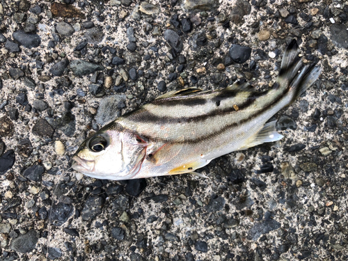 コトヒキの釣果