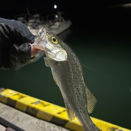 セイゴ（タイリクスズキ）