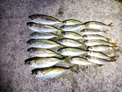 アジの釣果
