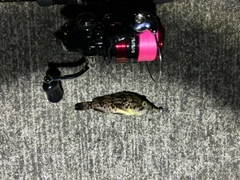 クロソイの釣果