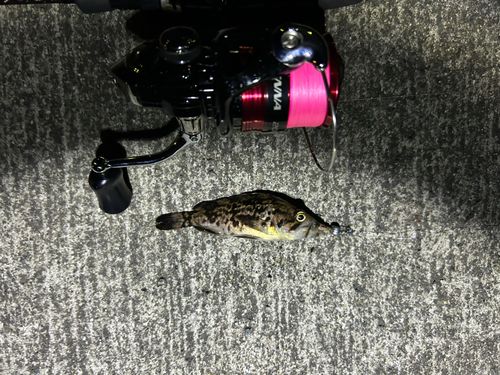 クロソイの釣果