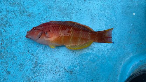 アカササノハベラの釣果