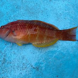 アカササノハベラ