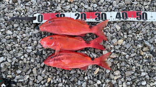 オジサンの釣果