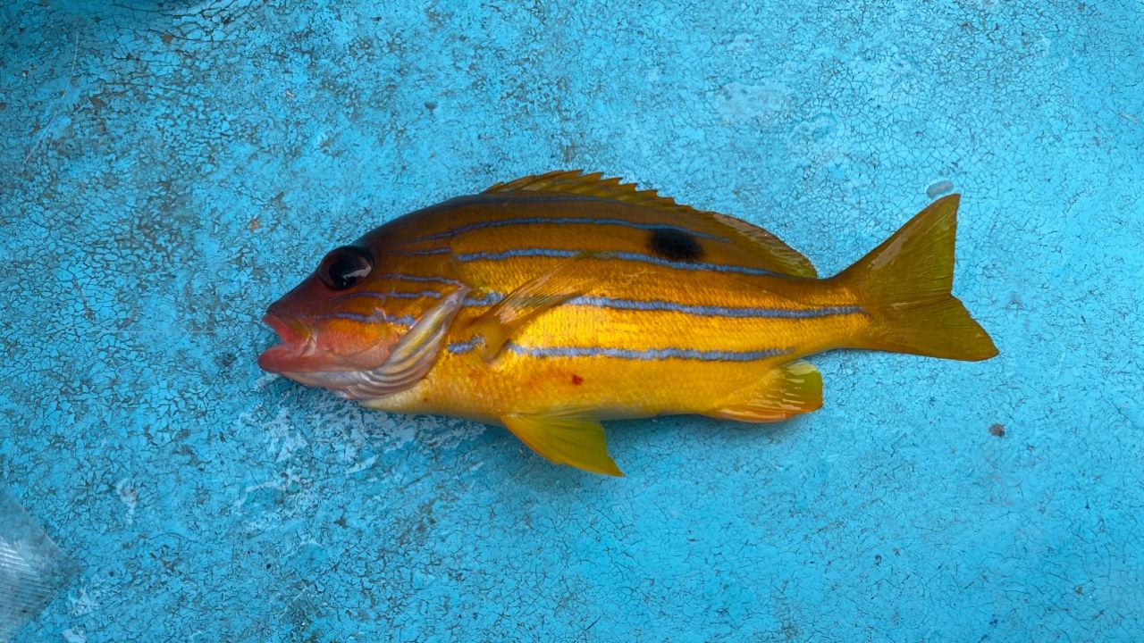 ロクセンフエダイ