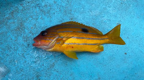 ロクセンフエダイの釣果