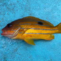 ロクセンフエダイ