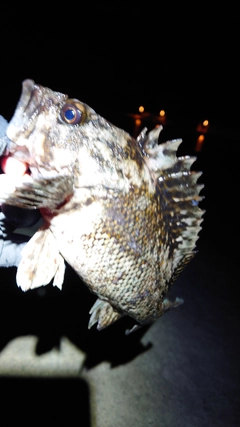 ムラソイの釣果