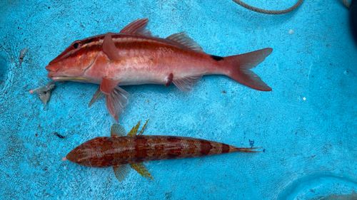 アカエソの釣果